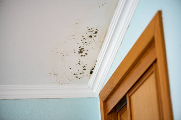 Best Mold Damage Repair  in Landrum, SC