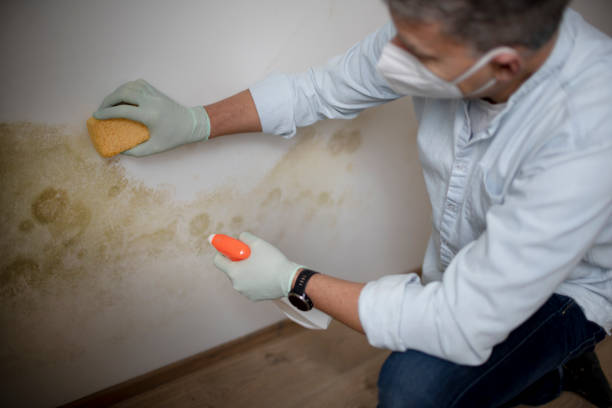 Certified Mold Removal in Landrum, SC