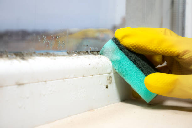 Best Mold Remediation Experts  in Landrum, SC