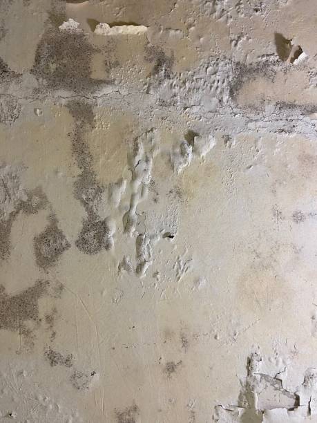 Best Mold Remediation  in Landrum, SC